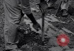 Standbild Ananas Plantage Puerto Rico, 1948, aus Sekunde 6 historischem Filmmaterial Videoclip 65675037844