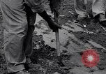 Standbild Ananas Plantage Puerto Rico, 1948, aus Sekunde 7 historischem Filmmaterial Videoclip 65675037844