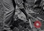 Standbild Ananas Plantage Puerto Rico, 1948, aus Sekunde 8 historischem Filmmaterial Videoclip 65675037844