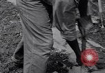 Standbild Ananas Plantage Puerto Rico, 1948, aus Sekunde 9 historischem Filmmaterial Videoclip 65675037844