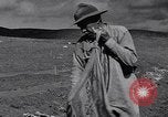 Standbild Ananas Plantage Puerto Rico, 1948, aus Sekunde 12 historischem Filmmaterial Videoclip 65675037844