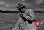 Standbild Ananas Plantage Puerto Rico, 1948, aus Sekunde 13 historischem Filmmaterial Videoclip 65675037844