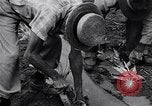 Standbild Ananas Plantage Puerto Rico, 1948, aus Sekunde 15 historischem Filmmaterial Videoclip 65675037844