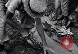 Standbild Ananas Plantage Puerto Rico, 1948, aus Sekunde 16 historischem Filmmaterial Videoclip 65675037844