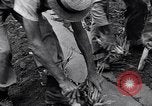 Standbild Ananas Plantage Puerto Rico, 1948, aus Sekunde 17 historischem Filmmaterial Videoclip 65675037844
