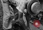 Standbild Ananas Plantage Puerto Rico, 1948, aus Sekunde 18 historischem Filmmaterial Videoclip 65675037844