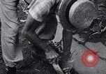 Standbild Ananas Plantage Puerto Rico, 1948, aus Sekunde 19 historischem Filmmaterial Videoclip 65675037844