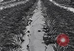 Standbild Ananas Plantage Puerto Rico, 1948, aus Sekunde 24 historischem Filmmaterial Videoclip 65675037844