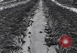 Standbild Ananas Plantage Puerto Rico, 1948, aus Sekunde 25 historischem Filmmaterial Videoclip 65675037844