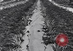 Standbild Ananas Plantage Puerto Rico, 1948, aus Sekunde 27 historischem Filmmaterial Videoclip 65675037844