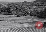 Standbild Ananas Plantage Puerto Rico, 1948, aus Sekunde 28 historischem Filmmaterial Videoclip 65675037844