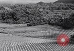 Standbild Ananas Plantage Puerto Rico, 1948, aus Sekunde 29 historischem Filmmaterial Videoclip 65675037844