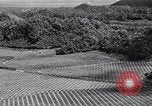 Standbild Ananas Plantage Puerto Rico, 1948, aus Sekunde 30 historischem Filmmaterial Videoclip 65675037844