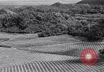 Standbild Ananas Plantage Puerto Rico, 1948, aus Sekunde 31 historischem Filmmaterial Videoclip 65675037844
