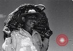 Standbild Ananas Plantage Puerto Rico, 1948, aus Sekunde 33 historischem Filmmaterial Videoclip 65675037844