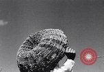 Standbild Ananas Plantage Puerto Rico, 1948, aus Sekunde 34 historischem Filmmaterial Videoclip 65675037844