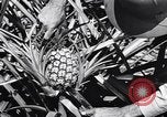 Standbild Ananas Plantage Puerto Rico, 1948, aus Sekunde 35 historischem Filmmaterial Videoclip 65675037844