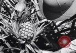Standbild Ananas Plantage Puerto Rico, 1948, aus Sekunde 36 historischem Filmmaterial Videoclip 65675037844