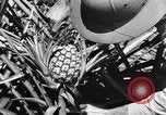 Standbild Ananas Plantage Puerto Rico, 1948, aus Sekunde 37 historischem Filmmaterial Videoclip 65675037844