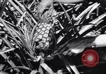 Standbild Ananas Plantage Puerto Rico, 1948, aus Sekunde 38 historischem Filmmaterial Videoclip 65675037844