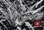 Standbild Ananas Plantage Puerto Rico, 1948, aus Sekunde 39 historischem Filmmaterial Videoclip 65675037844