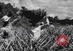 Standbild Ananas Plantage Puerto Rico, 1948, aus Sekunde 40 historischem Filmmaterial Videoclip 65675037844