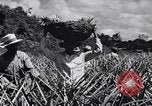 Standbild Ananas Plantage Puerto Rico, 1948, aus Sekunde 41 historischem Filmmaterial Videoclip 65675037844