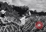 Standbild Ananas Plantage Puerto Rico, 1948, aus Sekunde 42 historischem Filmmaterial Videoclip 65675037844