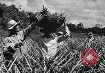 Standbild Ananas Plantage Puerto Rico, 1948, aus Sekunde 43 historischem Filmmaterial Videoclip 65675037844
