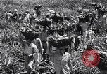Standbild Ananas Plantage Puerto Rico, 1948, aus Sekunde 44 historischem Filmmaterial Videoclip 65675037844