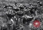 Standbild Ananas Plantage Puerto Rico, 1948, aus Sekunde 45 historischem Filmmaterial Videoclip 65675037844