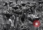 Standbild Ananas Plantage Puerto Rico, 1948, aus Sekunde 46 historischem Filmmaterial Videoclip 65675037844