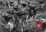 Standbild Ananas Plantage Puerto Rico, 1948, aus Sekunde 47 historischem Filmmaterial Videoclip 65675037844