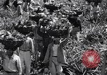 Standbild Ananas Plantage Puerto Rico, 1948, aus Sekunde 48 historischem Filmmaterial Videoclip 65675037844