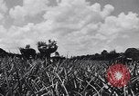 Standbild Ananas Plantage Puerto Rico, 1948, aus Sekunde 49 historischem Filmmaterial Videoclip 65675037844