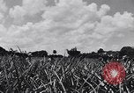 Standbild Ananas Plantage Puerto Rico, 1948, aus Sekunde 51 historischem Filmmaterial Videoclip 65675037844