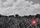 Standbild Ananas Plantage Puerto Rico, 1948, aus Sekunde 52 historischem Filmmaterial Videoclip 65675037844