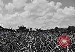 Standbild Ananas Plantage Puerto Rico, 1948, aus Sekunde 53 historischem Filmmaterial Videoclip 65675037844