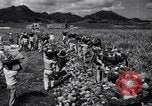 Standbild Ananas Plantage Puerto Rico, 1948, aus Sekunde 54 historischem Filmmaterial Videoclip 65675037844