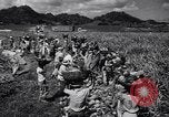 Standbild Ananas Plantage Puerto Rico, 1948, aus Sekunde 56 historischem Filmmaterial Videoclip 65675037844