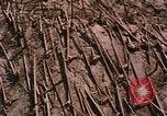 Standbild Mount Saint Helens Washington State United States USA, 1986, aus Sekunde 14 historischem Filmmaterial Videoclip 65675037864