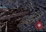 Standbild Mount Saint Helens Washington State United States USA, 1984, aus Sekunde 29 historischem Filmmaterial Videoclip 65675037868