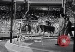 Immagine di Gli scimpanzé facendo trucchi Saint Louis Missouri USA, 1949, secondo 41 filmato di repertorio 65675037932