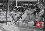 Immagine di Gli scimpanzé facendo trucchi Saint Louis Missouri USA, 1949, secondo 44 filmato di repertorio 65675037932