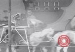 Immagine di Gli scimpanzé facendo trucchi Saint Louis Missouri USA, 1949, secondo 46 filmato di repertorio 65675037932