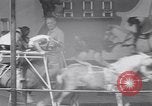 Immagine di Gli scimpanzé facendo trucchi Saint Louis Missouri USA, 1949, secondo 54 filmato di repertorio 65675037932