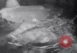 Standbild Crystal United States USA, 1940, aus Sekunde 31 historischem Filmmaterial Videoclip 65675037981