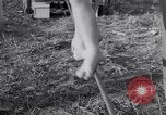 Image of Circus family on tightrope United States USA, 1950, second 24 stock footage video 65675038033