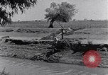Image of farmer Egypt, 1945, second 19 stock footage video 65675038043