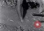 Image of farmer Egypt, 1945, second 37 stock footage video 65675038043